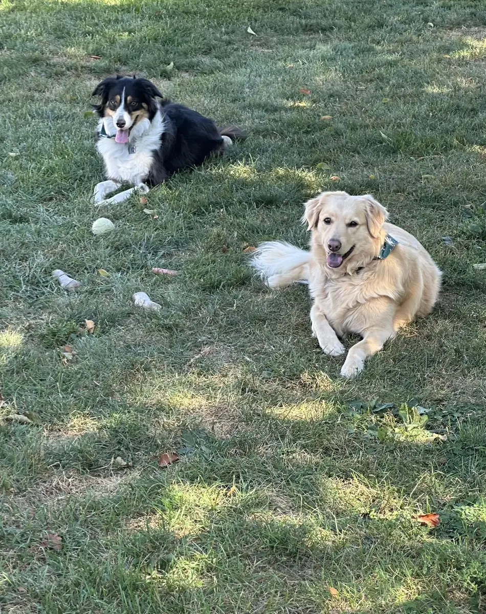 Charlie’s two dogs relaxing in the grass on a summer afternoon